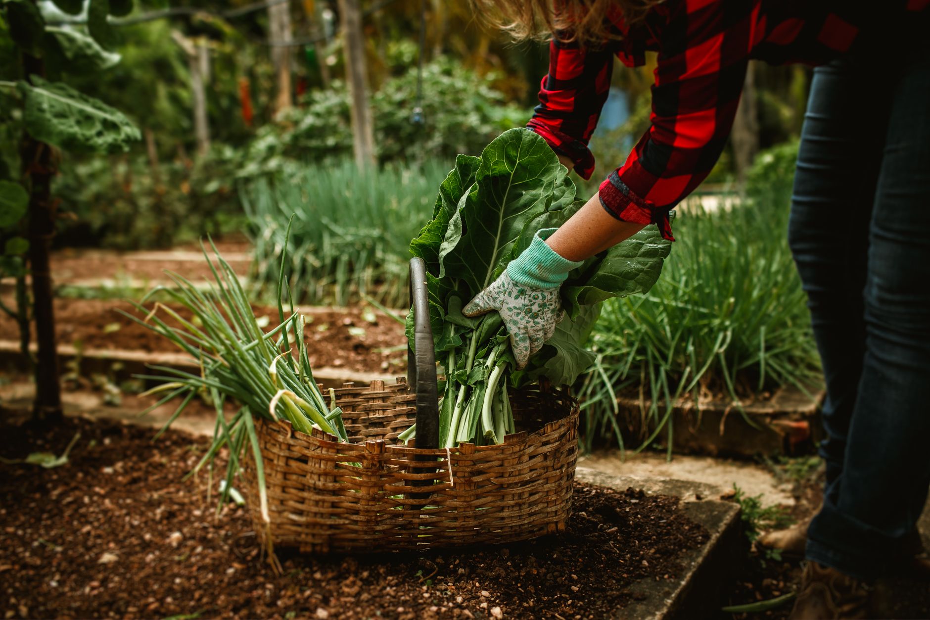 Sample garden photo 5