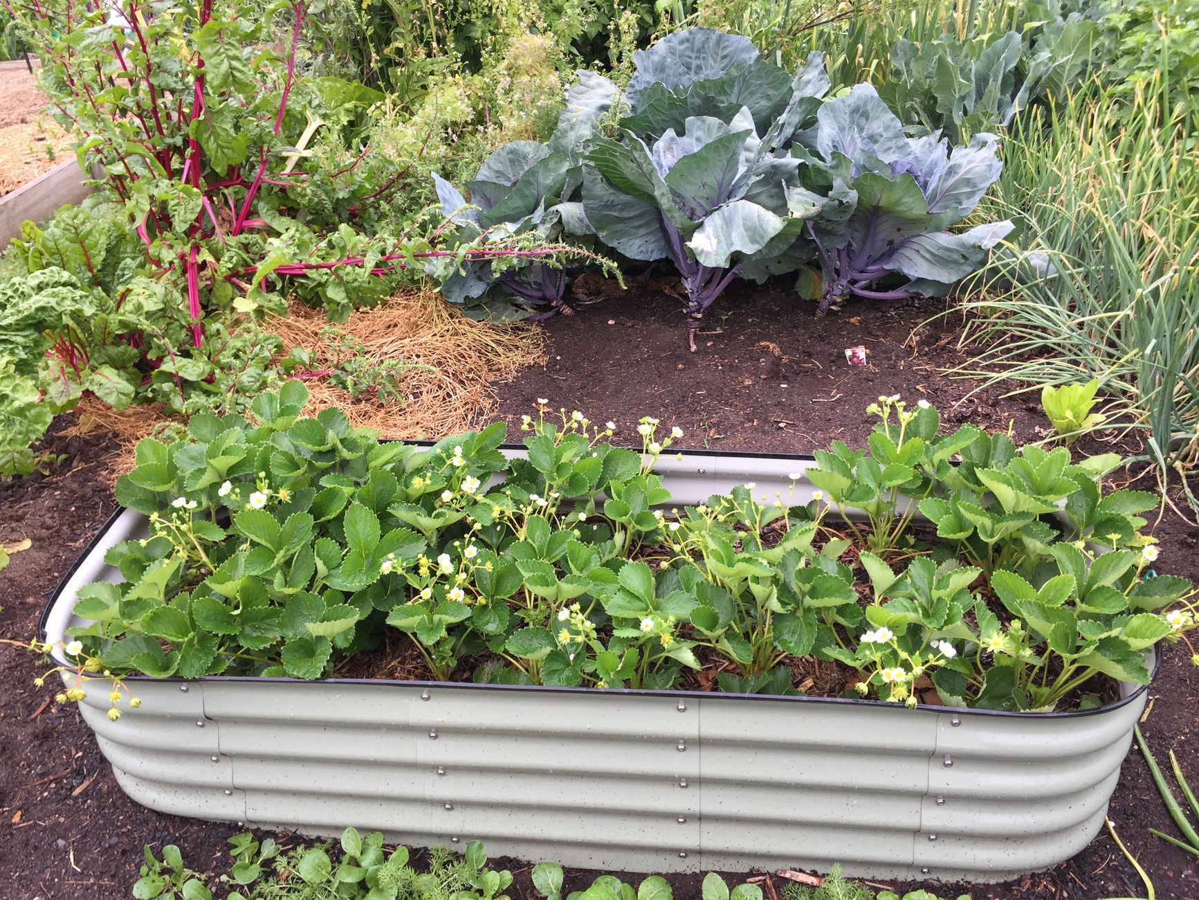 Sample garden photo 2